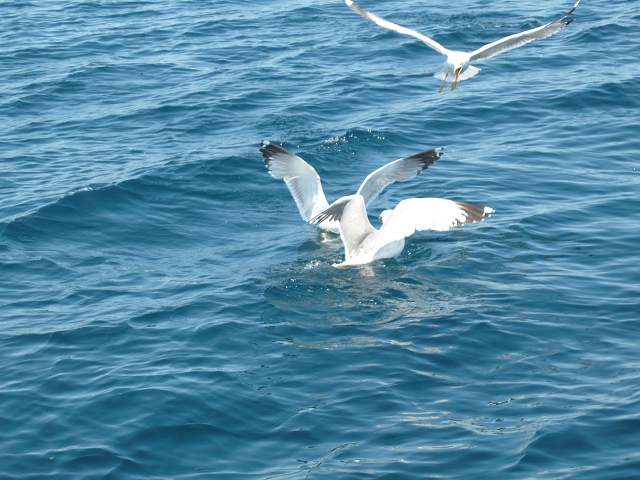 img00108.jpg