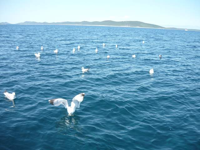 img00113.jpg