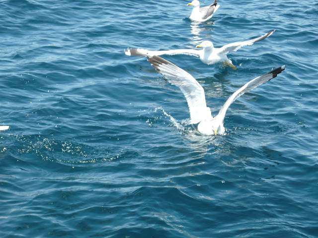 img00114.jpg