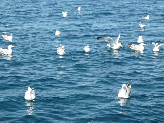 img00115.jpg
