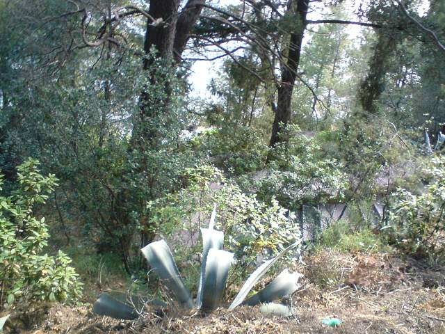 img00239.jpg