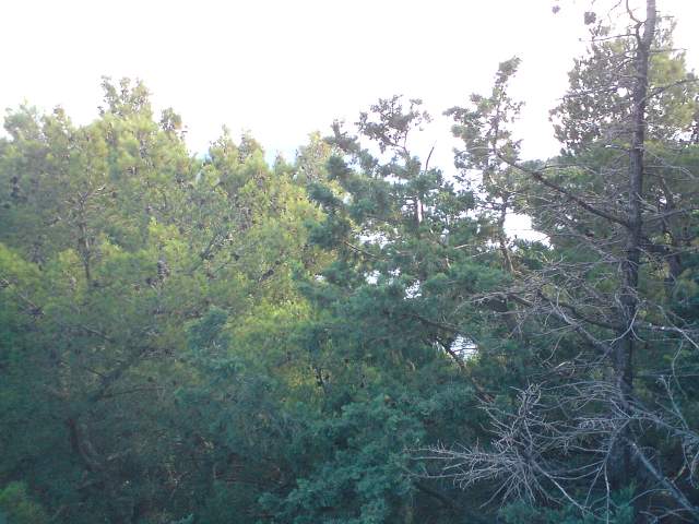 img00242.jpg