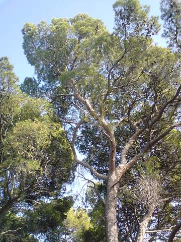 img00251.jpg