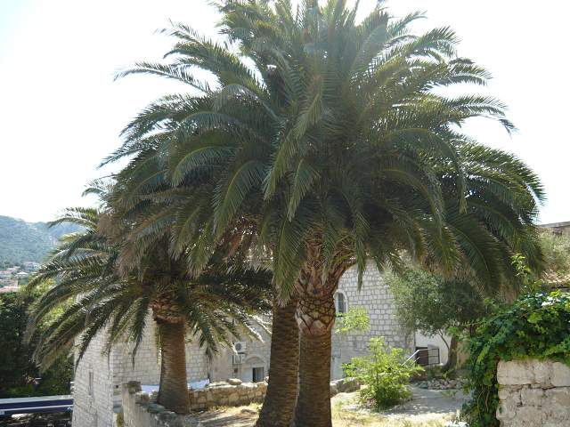 img00265.jpg