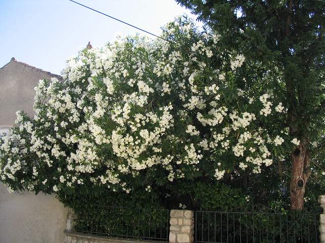 img00328.jpg