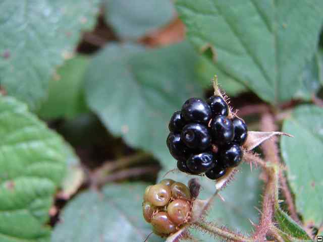 img00046.jpg