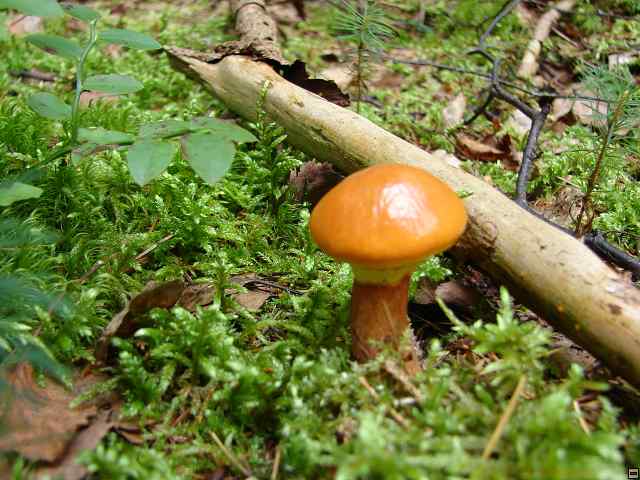 img00069.jpg