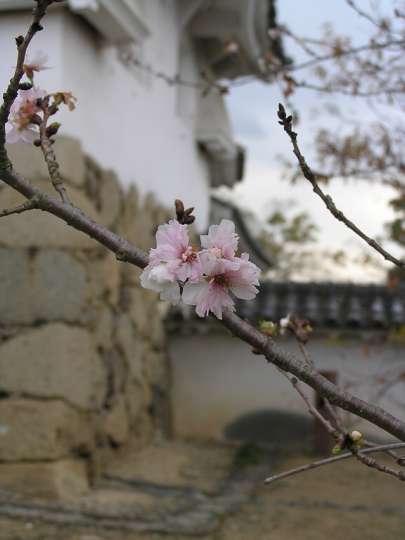 img00009.jpg