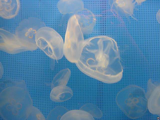 img00002.jpg