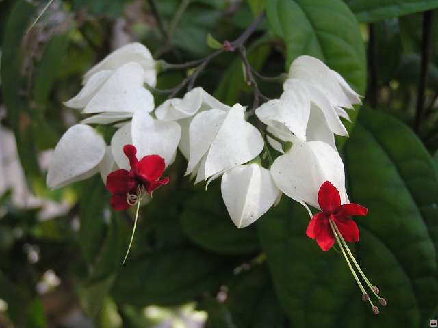 img00008.jpg