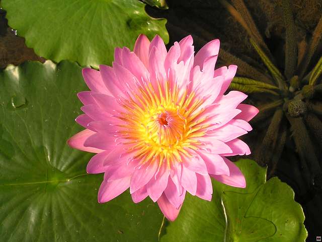 img00009.jpg