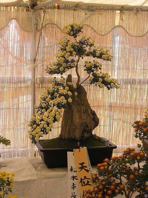 img00008.jpg