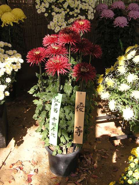 img00009.jpg