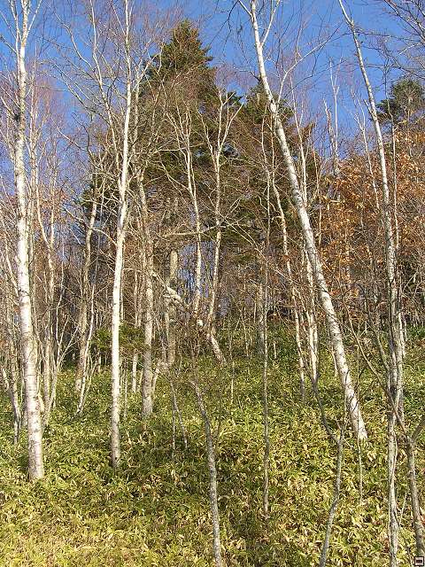 img00029.jpg