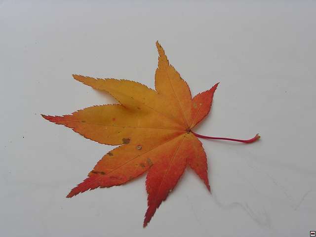 img00049.jpg