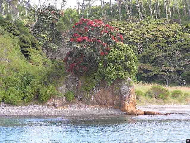 NZ048.jpg