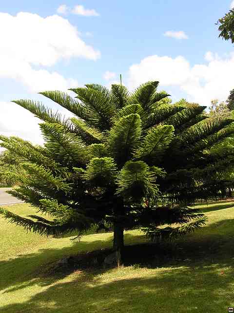 NZ065.jpg