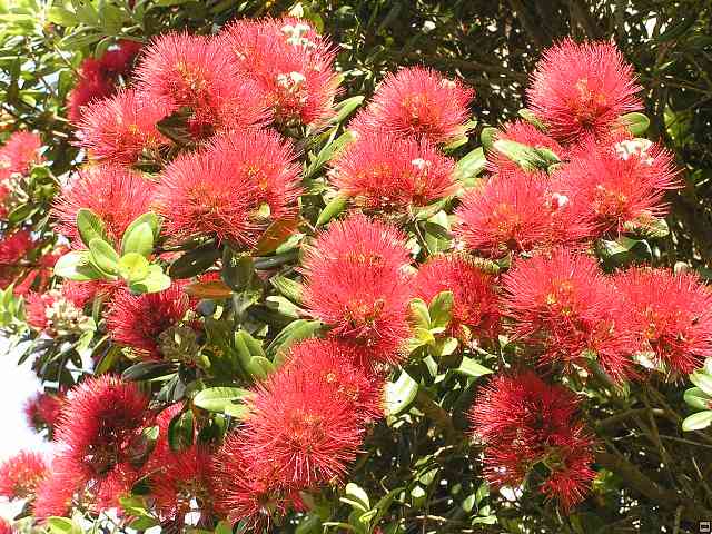 NZ066.jpg