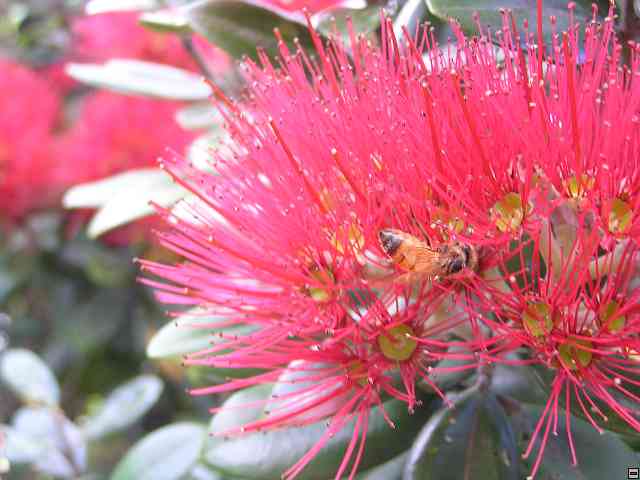 NZ072.jpg