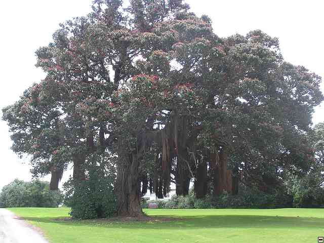 NZ168.jpg