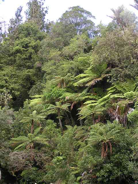 NZ182.jpg