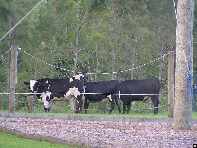 NZ210.jpg