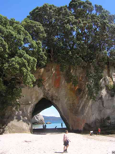 NZ239.jpg