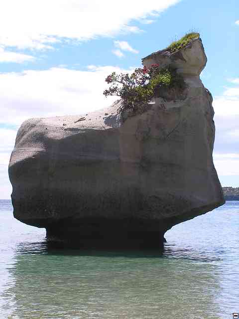 NZ242.jpg