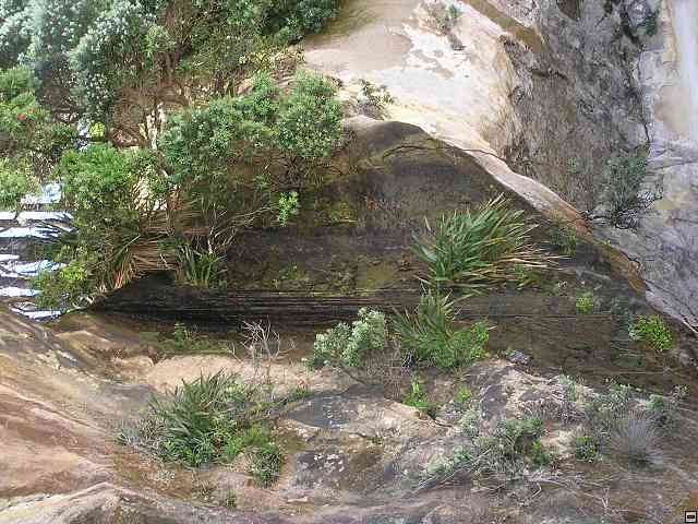 NZ243.jpg