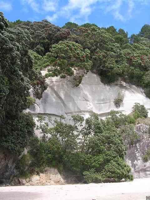 NZ256.jpg