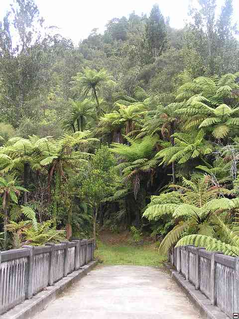 NZ536.jpg
