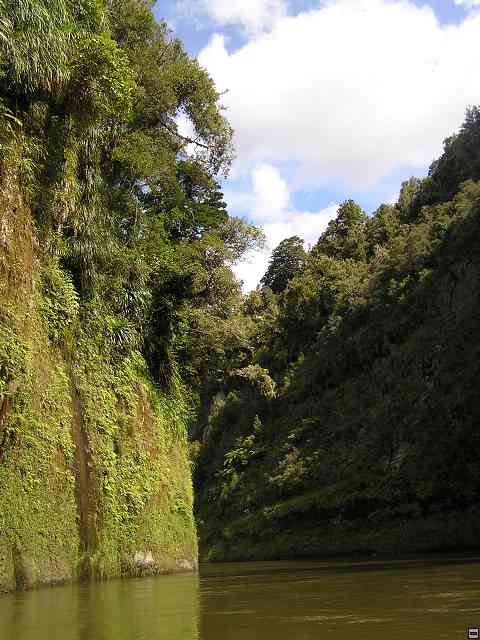 NZ555.jpg