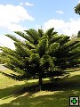 thn_NZ065.jpg