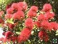 thn_NZ066.jpg