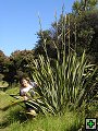 thn_NZ136.jpg