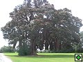 thn_NZ168.jpg