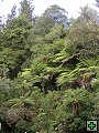 thn_NZ182.jpg