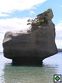 thn_NZ242.jpg