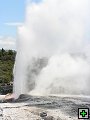 thn_NZ385.jpg
