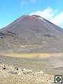 thn_NZ482.jpg
