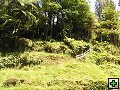 thn_NZ533.jpg