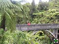 thn_NZ534.jpg