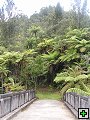 thn_NZ536.jpg