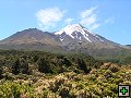 thn_NZ606.jpg